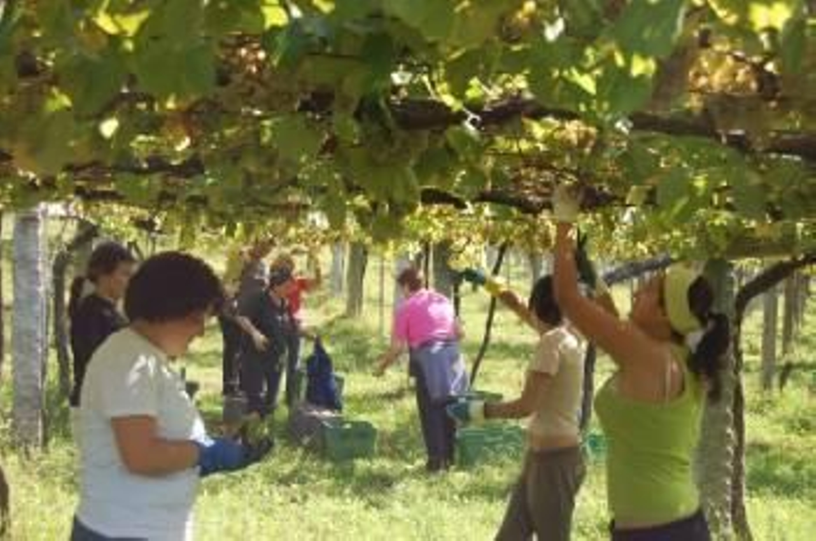 las mujeres participan activamente en la vendimia