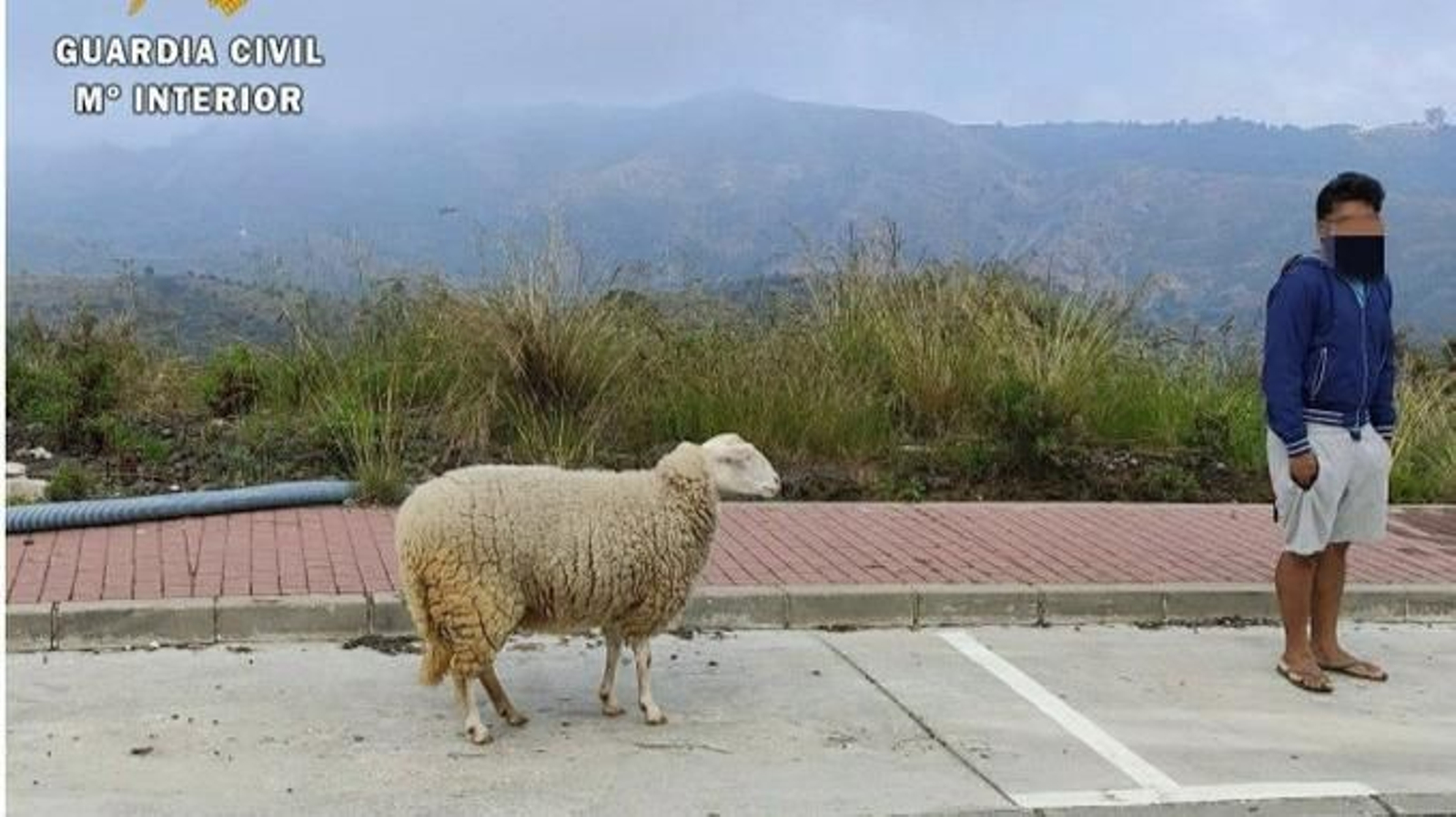Denunciado en Marbella por sacar a pasear una oveja durante el confinamiento