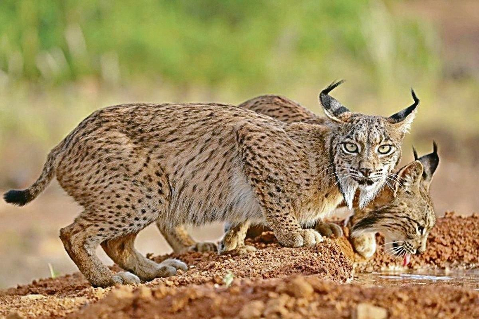 Dos ejemplares de lince ibérico bebiendo agua.