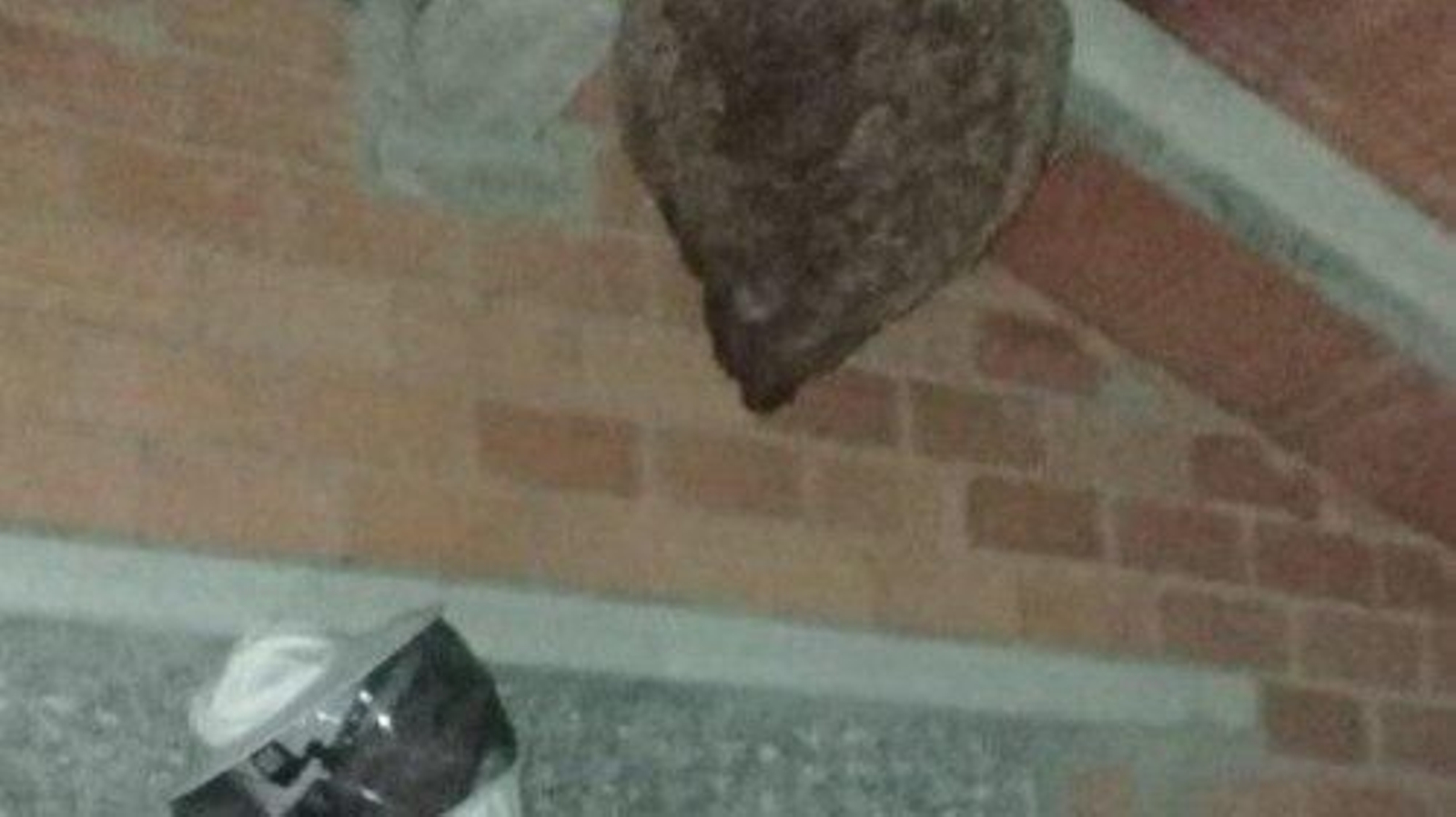 Imagen de un voluntario retirando un nido de velutinas.