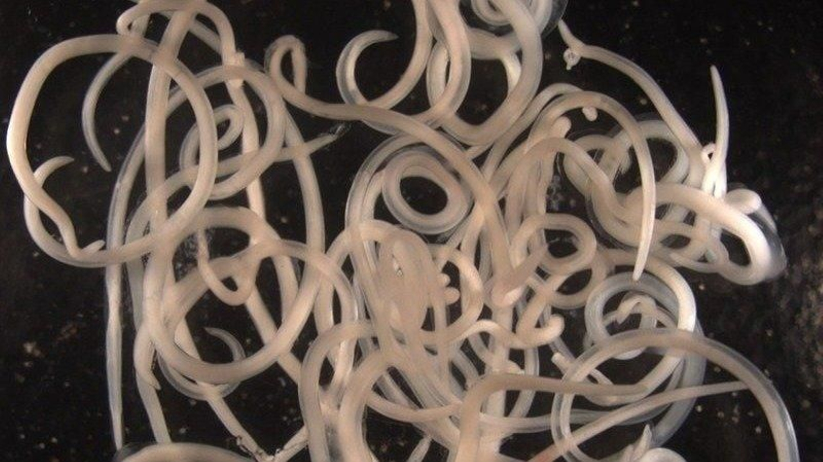 Ejemplares de 'Anisakis' extraídos de una merluza infectada. // EP