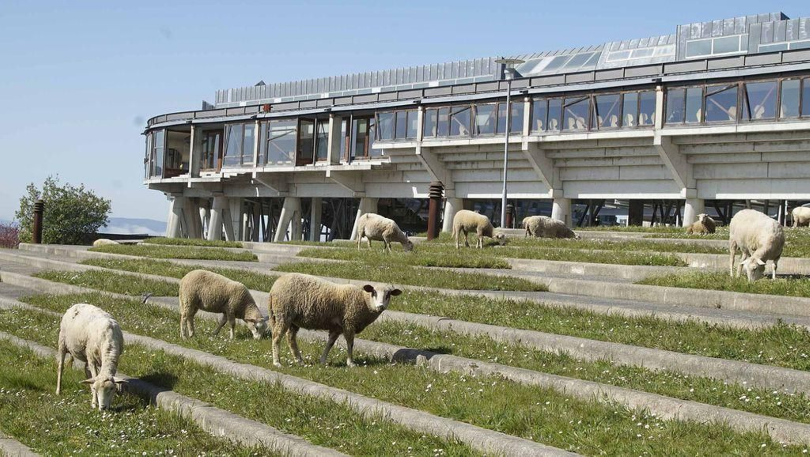 El desierto campus universitario es ahora pasto para las ovejas.