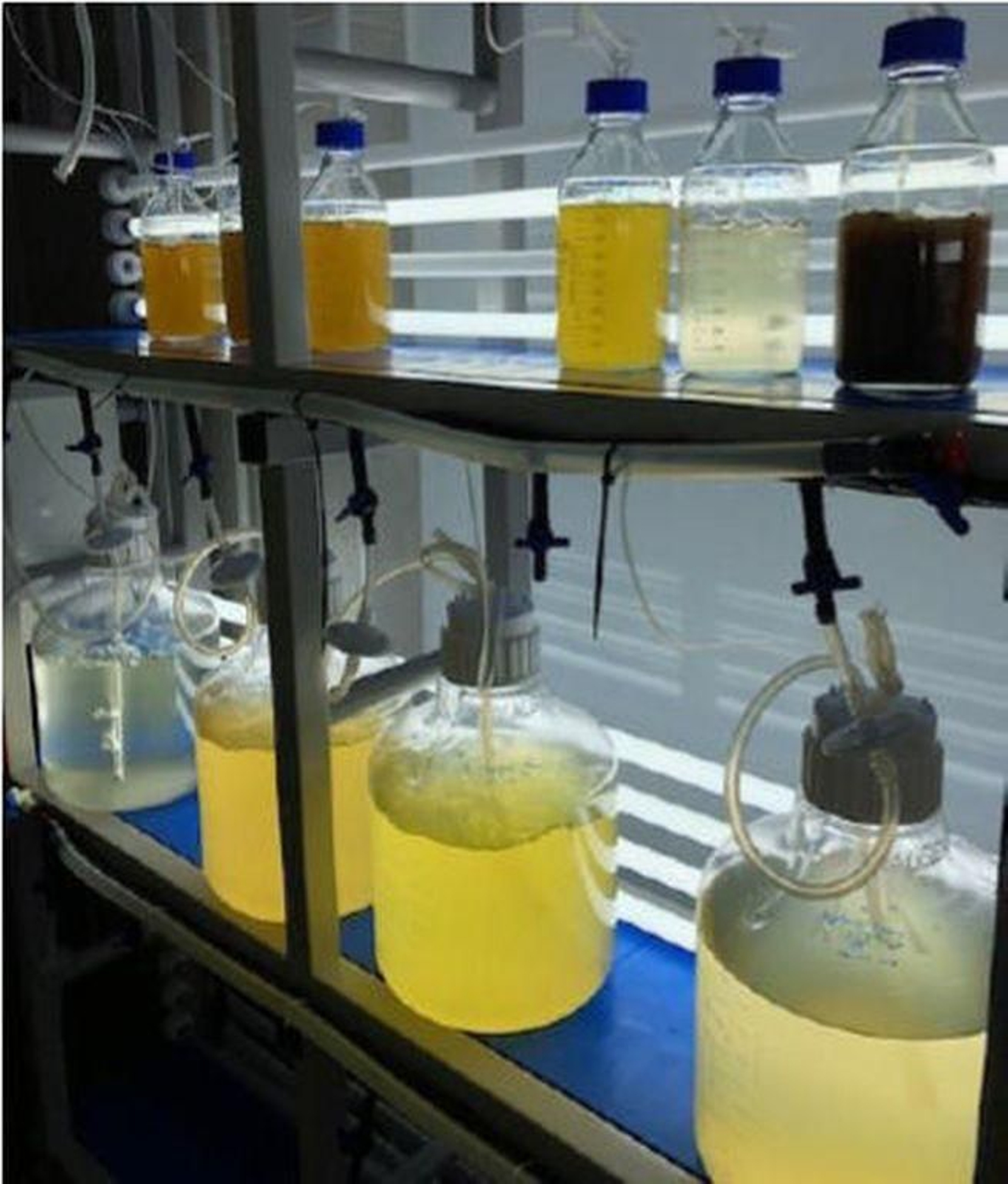 Cultivo de microalgas para la alimentación de semillas de mejillón.