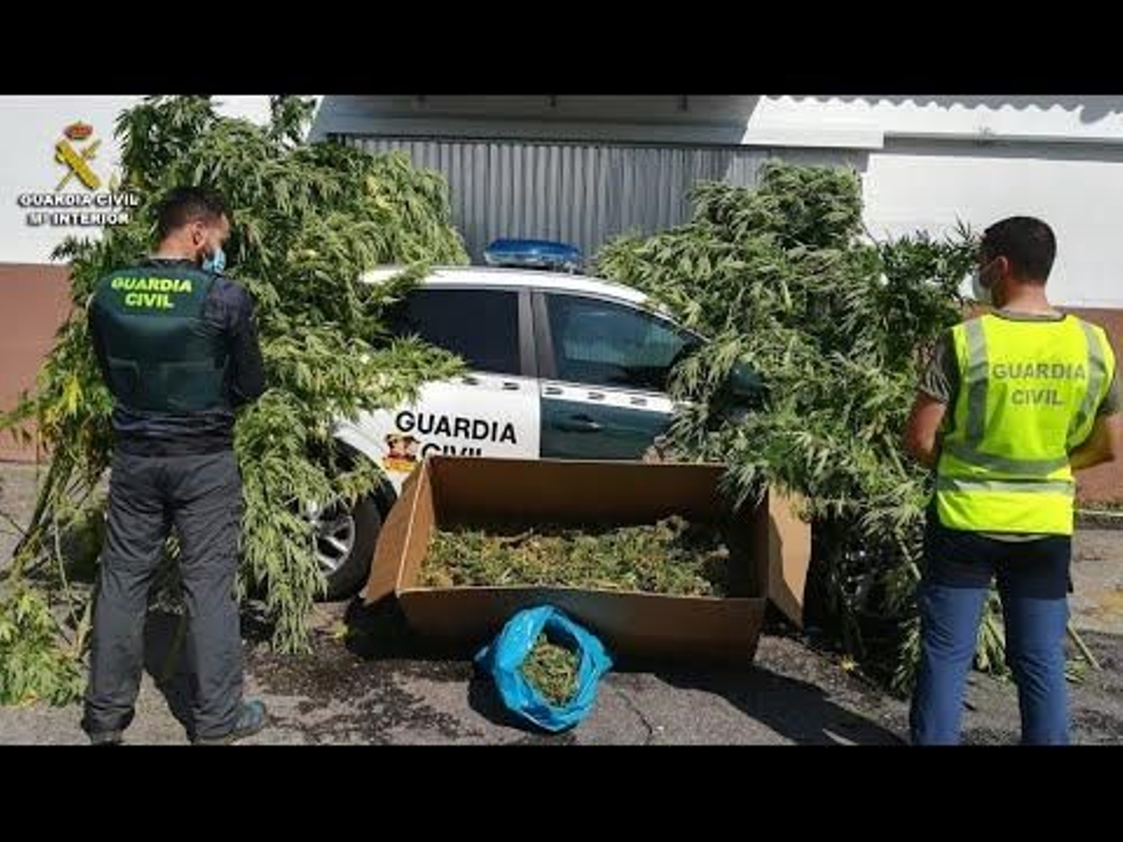 La Guardia Civil desmantela una plantación de marihuana en Salceda de Caselas
