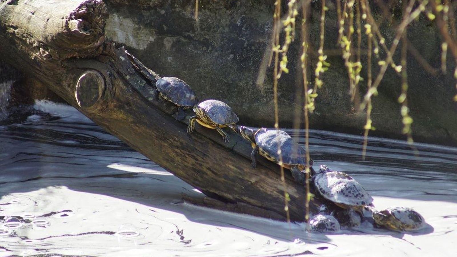 La recogida de las tortugas de Florida, una especie exótica, evita que amenace el ecosistema gallego.