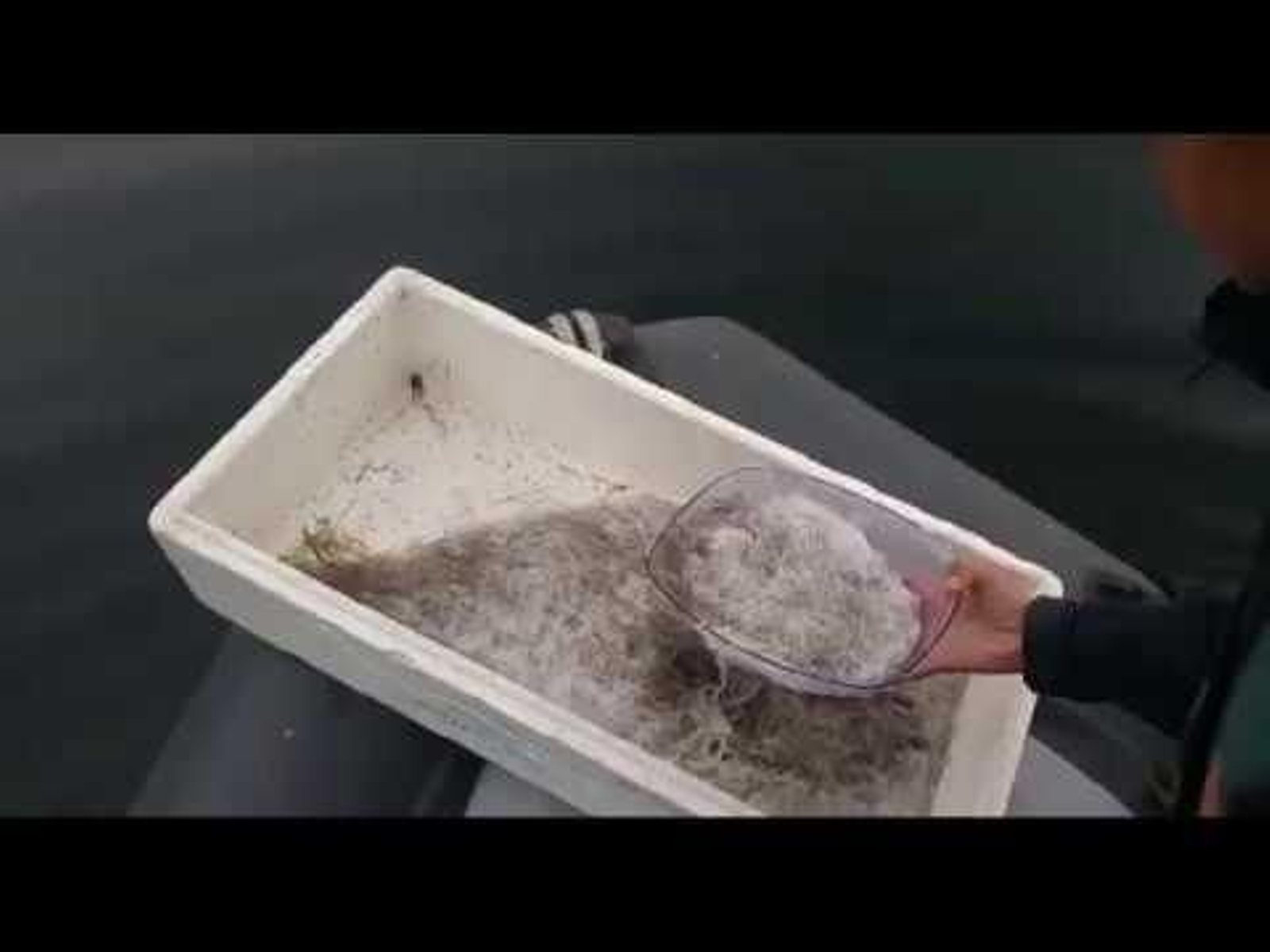 Liberan ocho kilos de angulas cogidas ilegalmente en el Miño