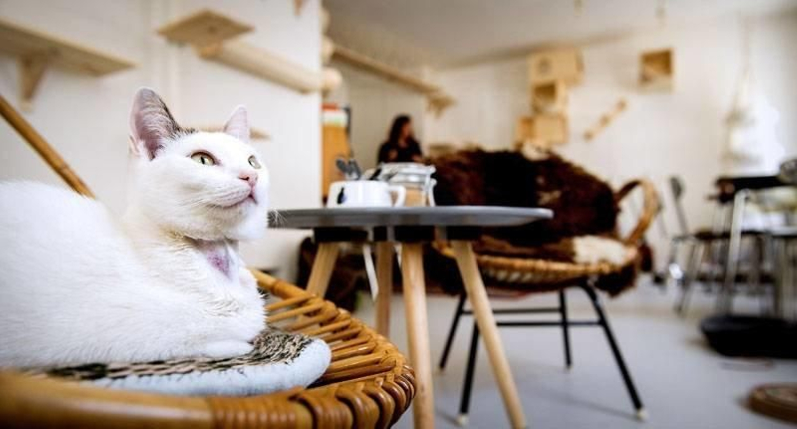 Imagen de archivo de un 'Cat Café'.