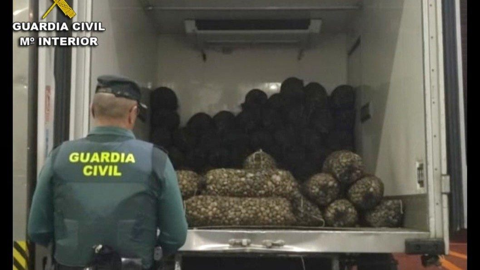 Almeja incautada en O Grove. // Guardia Civil