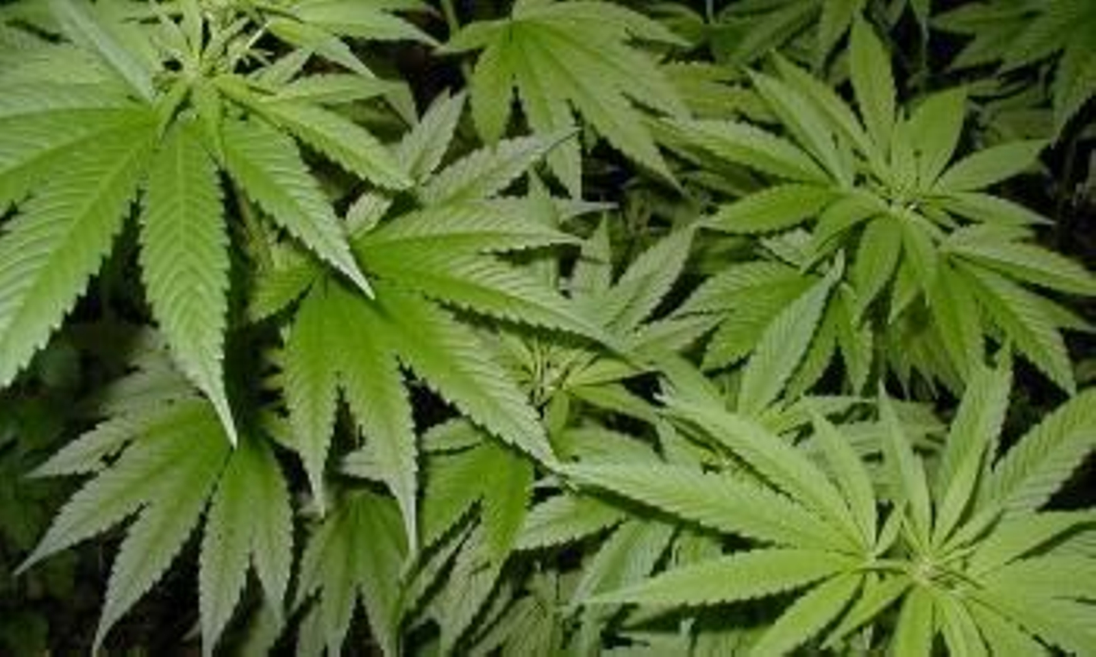 Los españoles gastan 1.163 millones de euros al año en cannabis