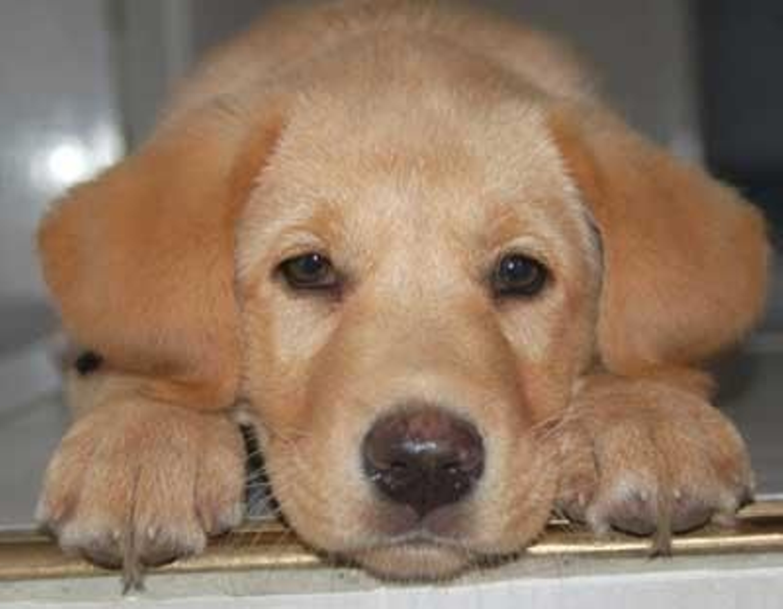 Las mascotas viajan cada vez más con sus propietarios por Europa.