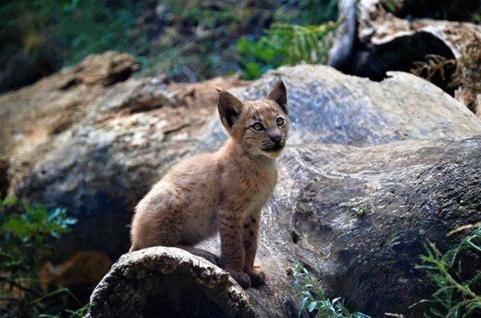 El primer lince nacido en el Pirineo en más de un siglo