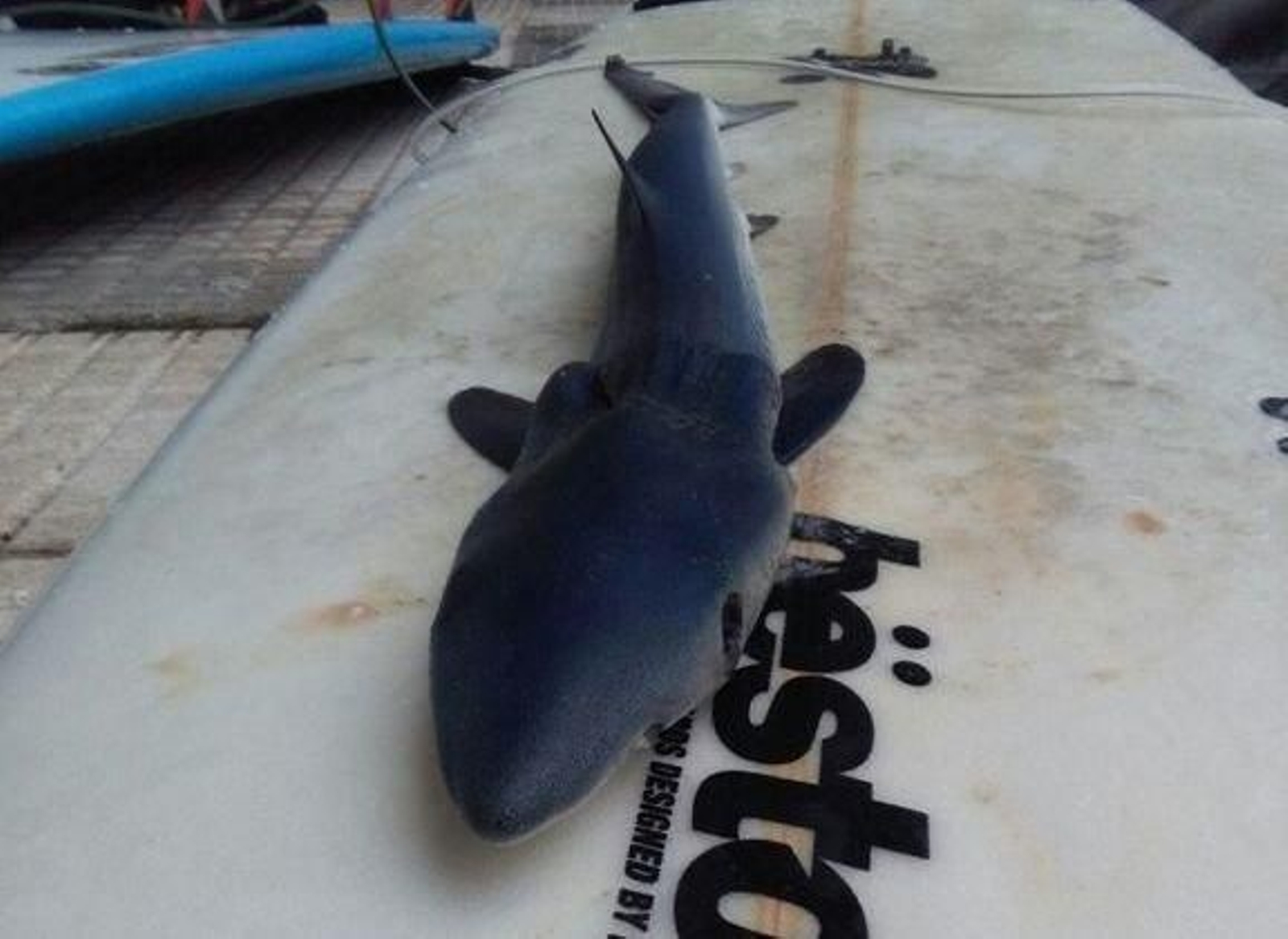 La cría de tiburón estaba en la orilla el domingo pasado.