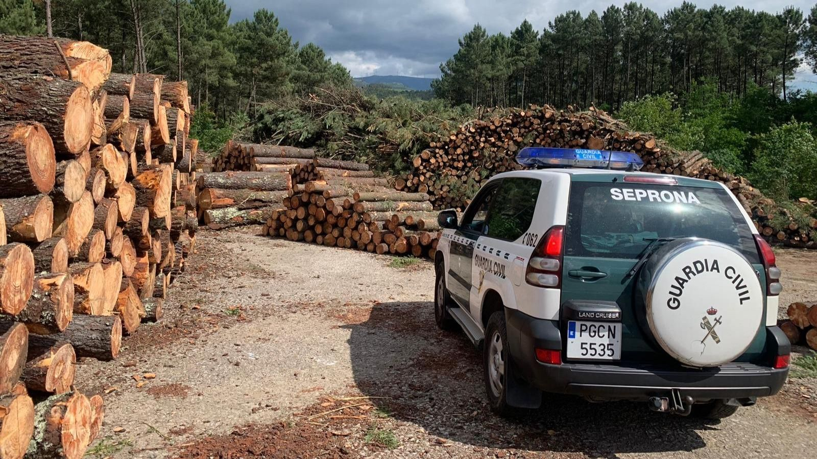 La venta de madera infectada con un parásito en el sur de la provincia también fue investigada.