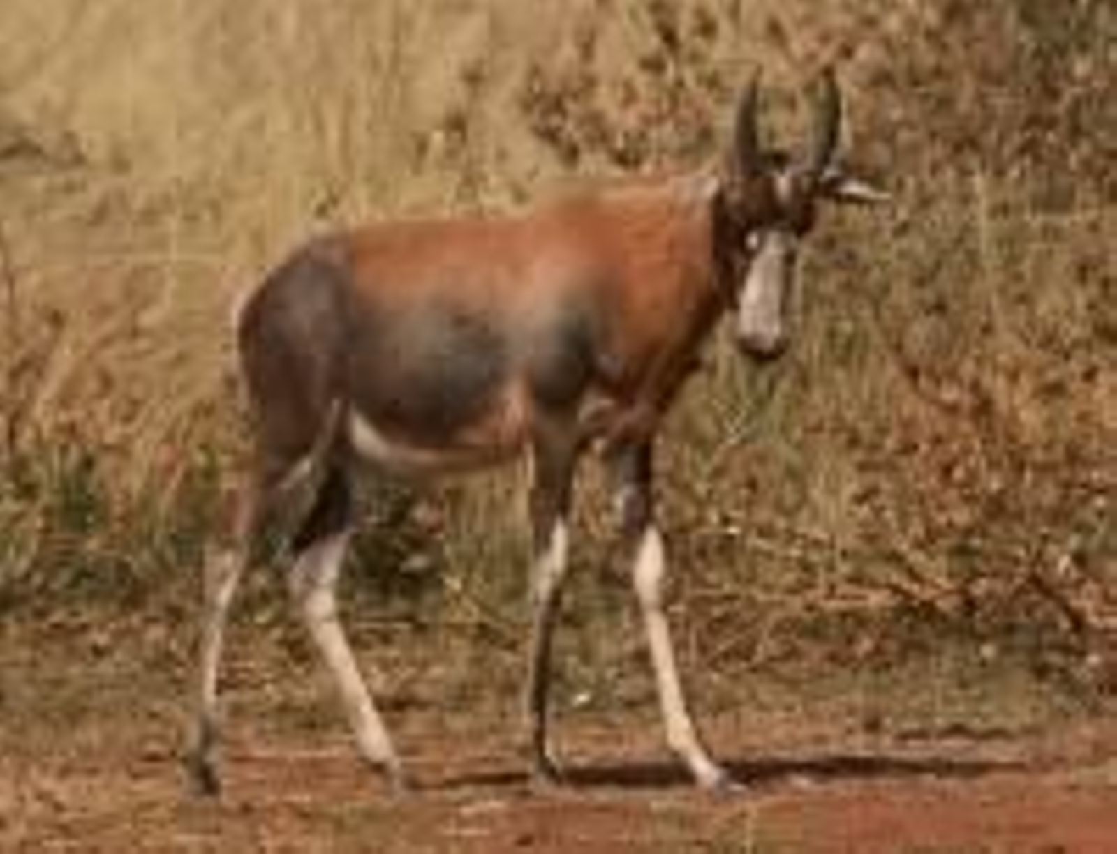 En la imagen, un joven damalisco.