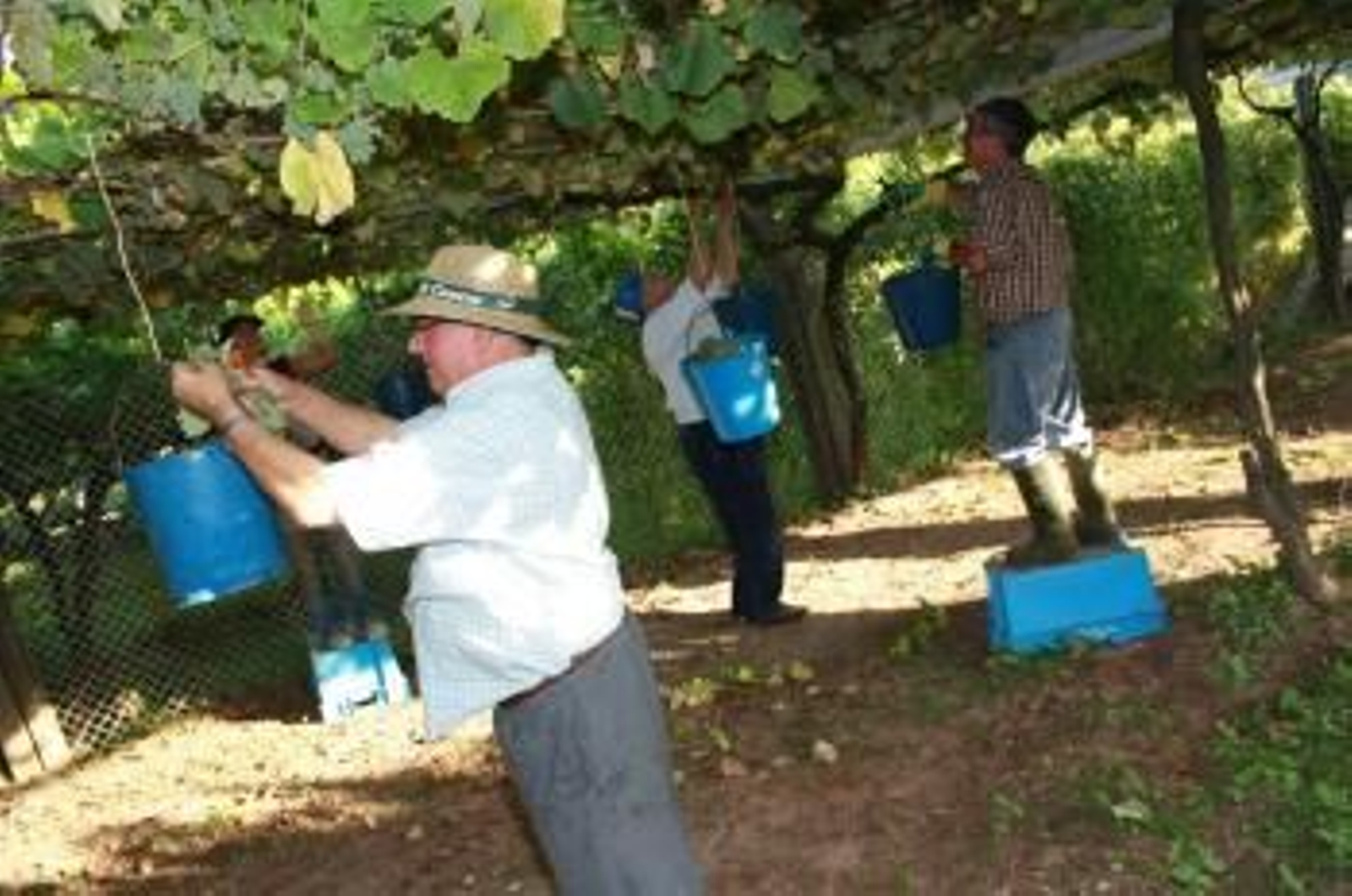 La uva es de buena calidad, pero hubo poca por el mal tiempo en primavera y las lluvias de verano.