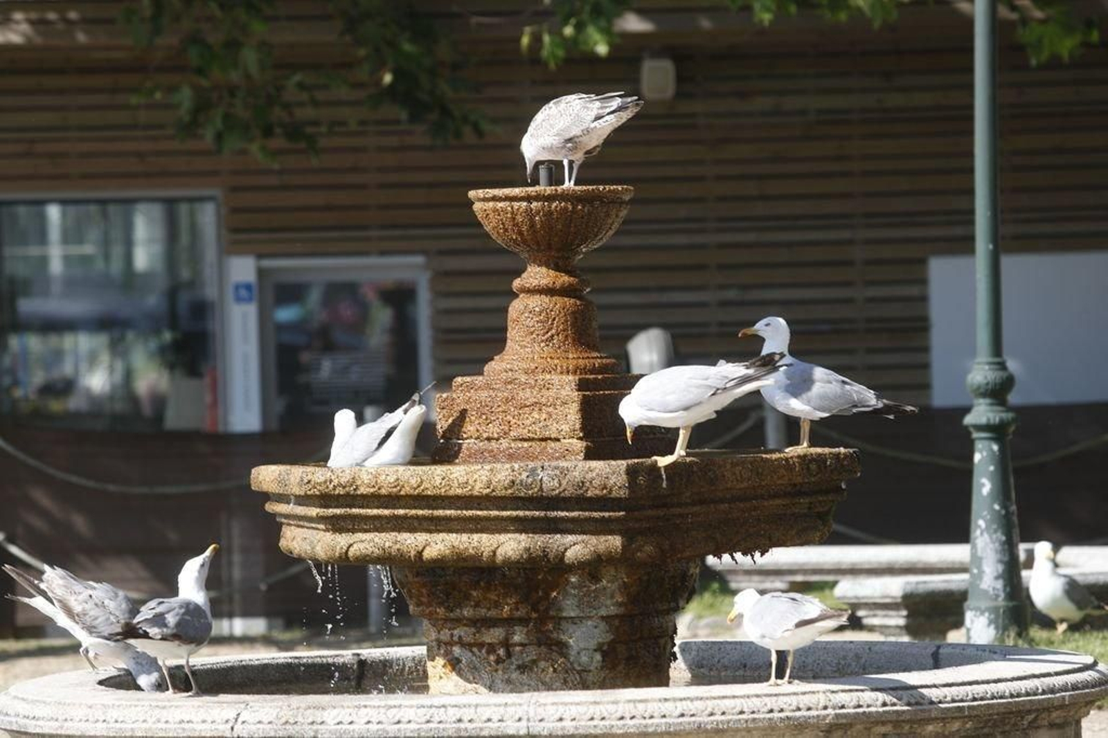 Las gaviotas también se apuntan al chapuzón