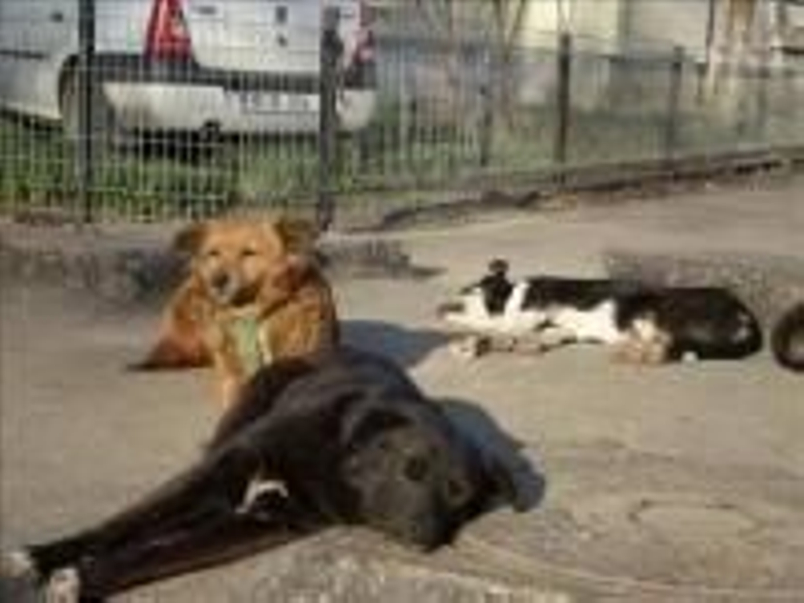 En la imagen, varios perros que viven en la calle.