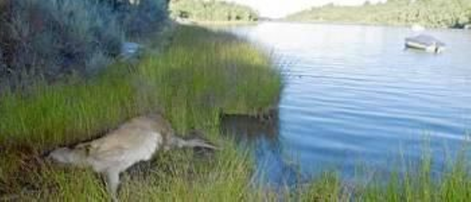 Uno de los ciervos que han aparecido muertos en la Sierra de la Culebra, en la provincia de Zamora
