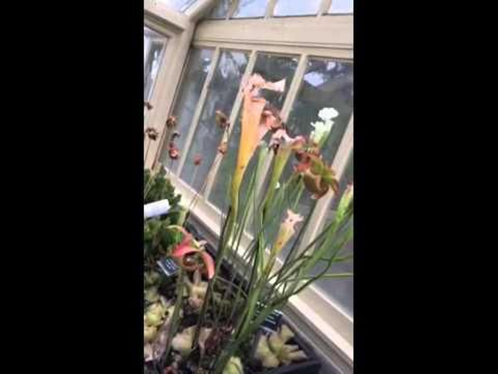 ASPI - visita al Jardín Botánico Dublín Agosto 2015