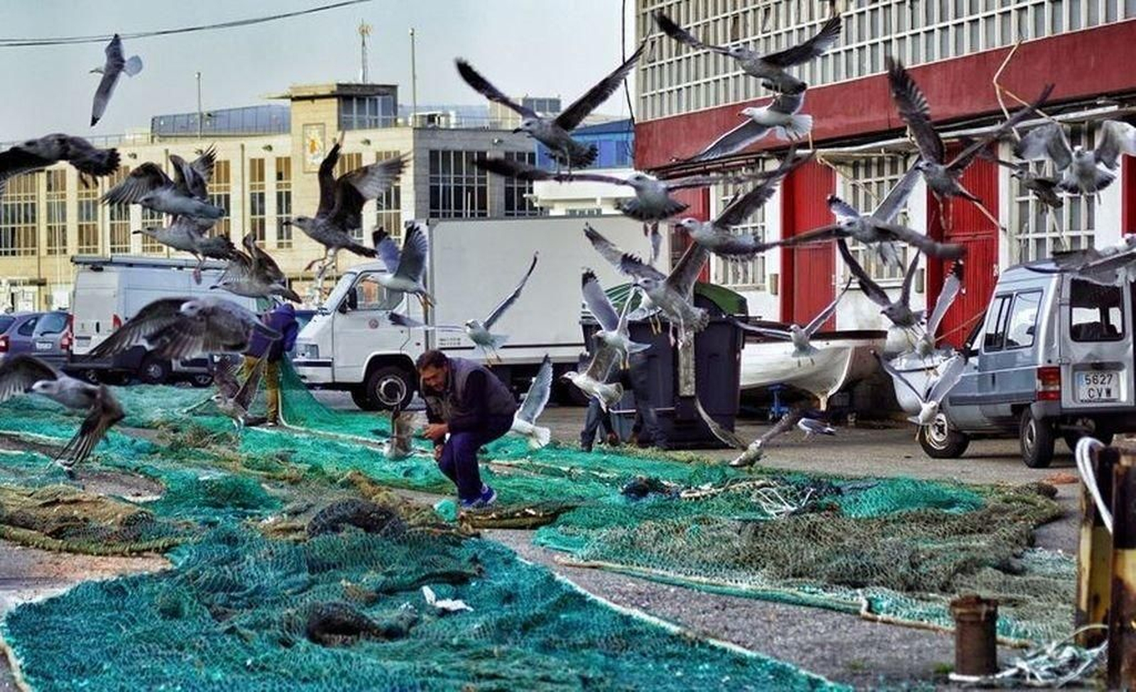 O Berbés, el único lugar donde aún reinan, pero con menos número.