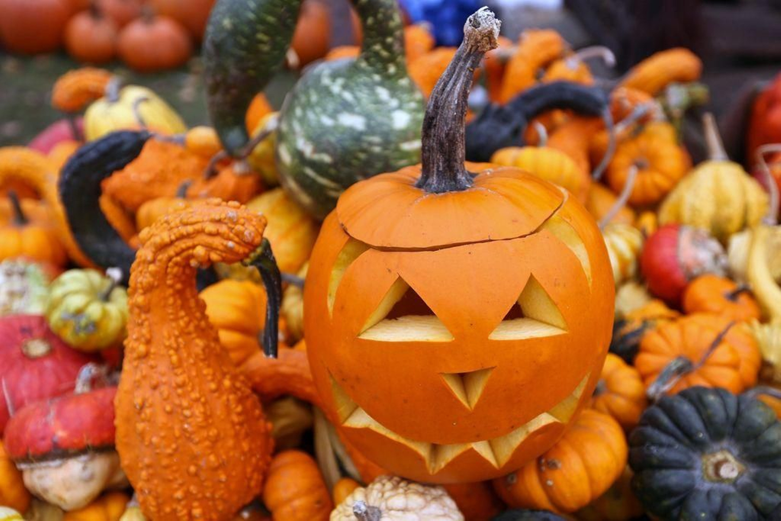 Varias calabazas expuestas en un mercado, una de ellas decorada con motivo de la fiesta de Halloween.