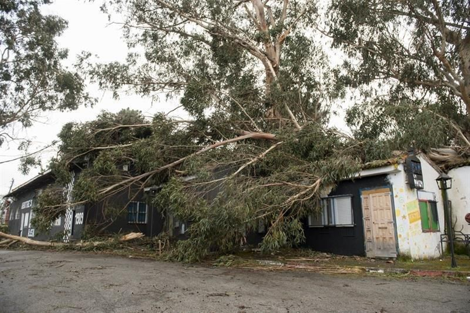 Un árbol que ha caído y dañado la capilla de la Ciudad de los Muchachosde Benposta en Ourense.