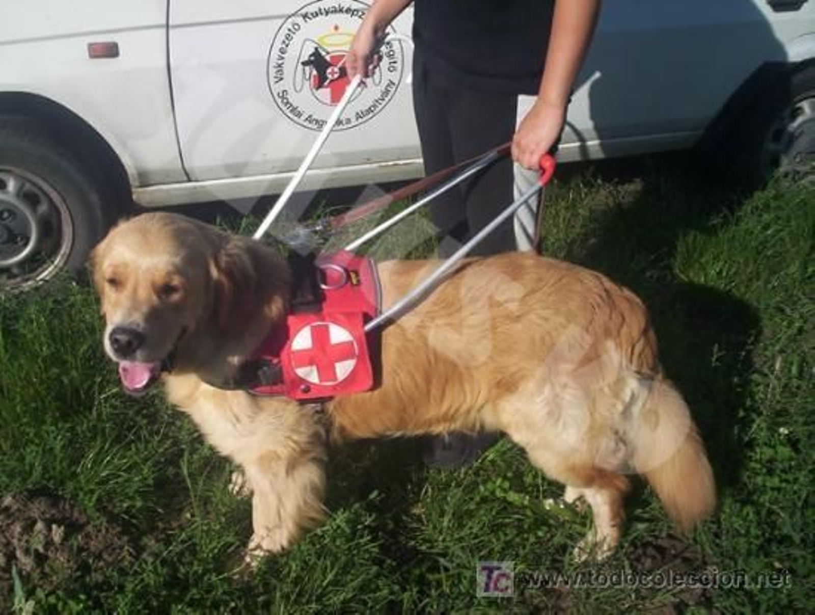 Los invidentes reivindican la presencia de sus perros en lugares públicos.