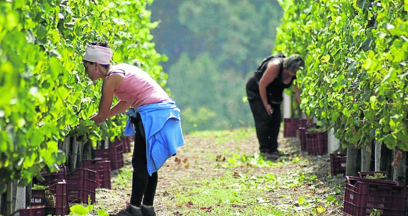 Un momento de la vendimia de 2019 en una de las bodegas de la D.O. Rías Baixas.