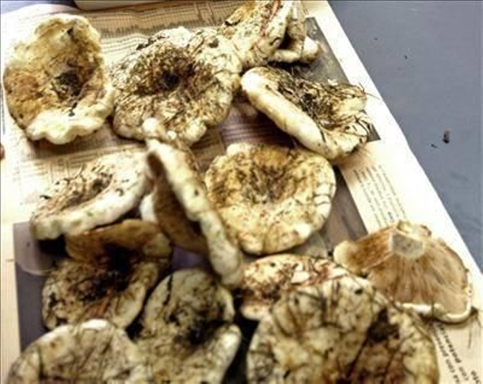 En la imagen, ejemplares de setas.