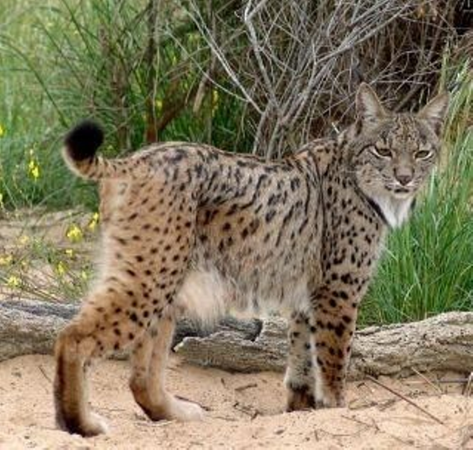 Un lince ibérico en el parque de Doñana. (Foto: Archivo)
