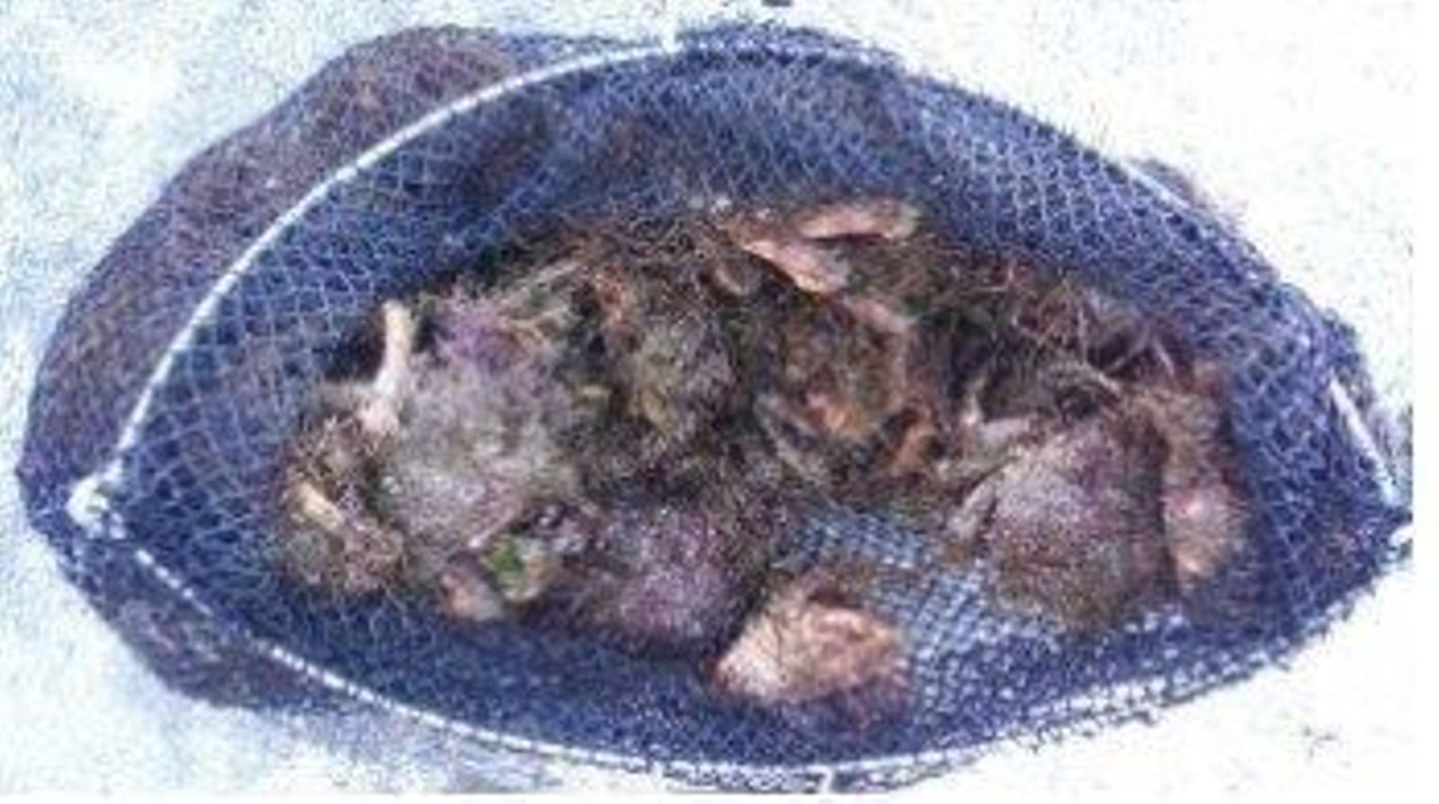 Malla con 8 kilos de bruños intervenidos a un mariscador furtivo en una playa de Vigo, el 14 de abril de 2024. // EP