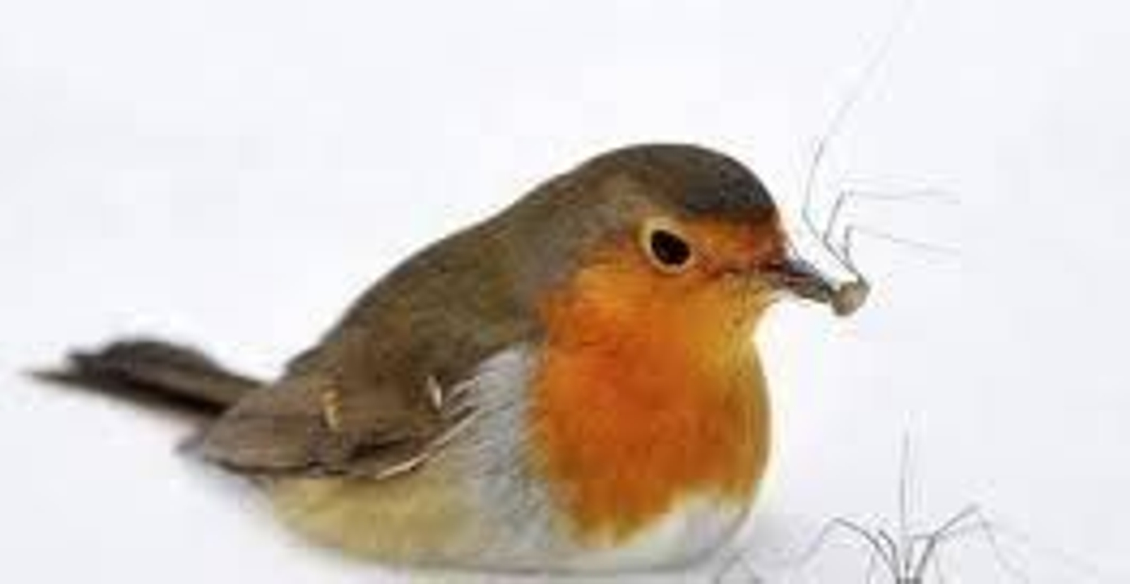 La investigación ha estudiado, entre otras aves, a los petirrojos.