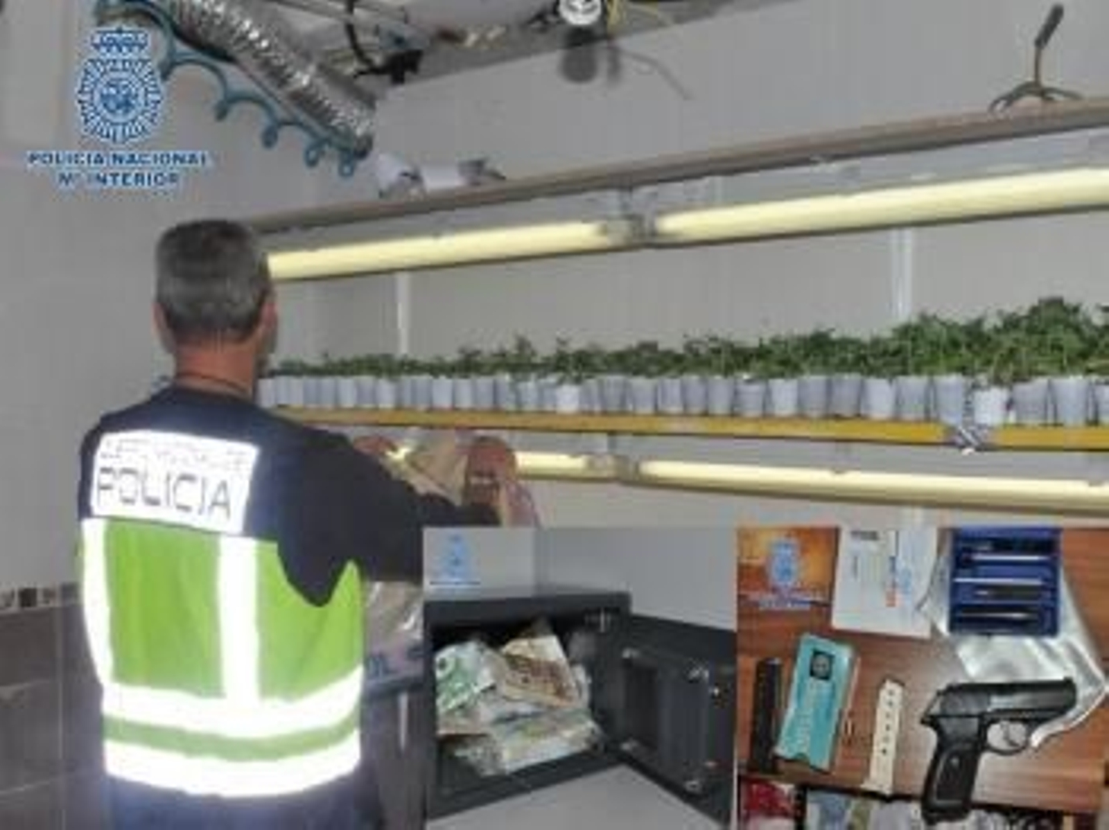 Las plantaciones se encontraban situadas en el garaje, el trastero y la propia vivienda