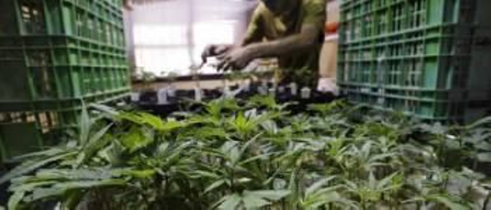 Plantación de marihuana