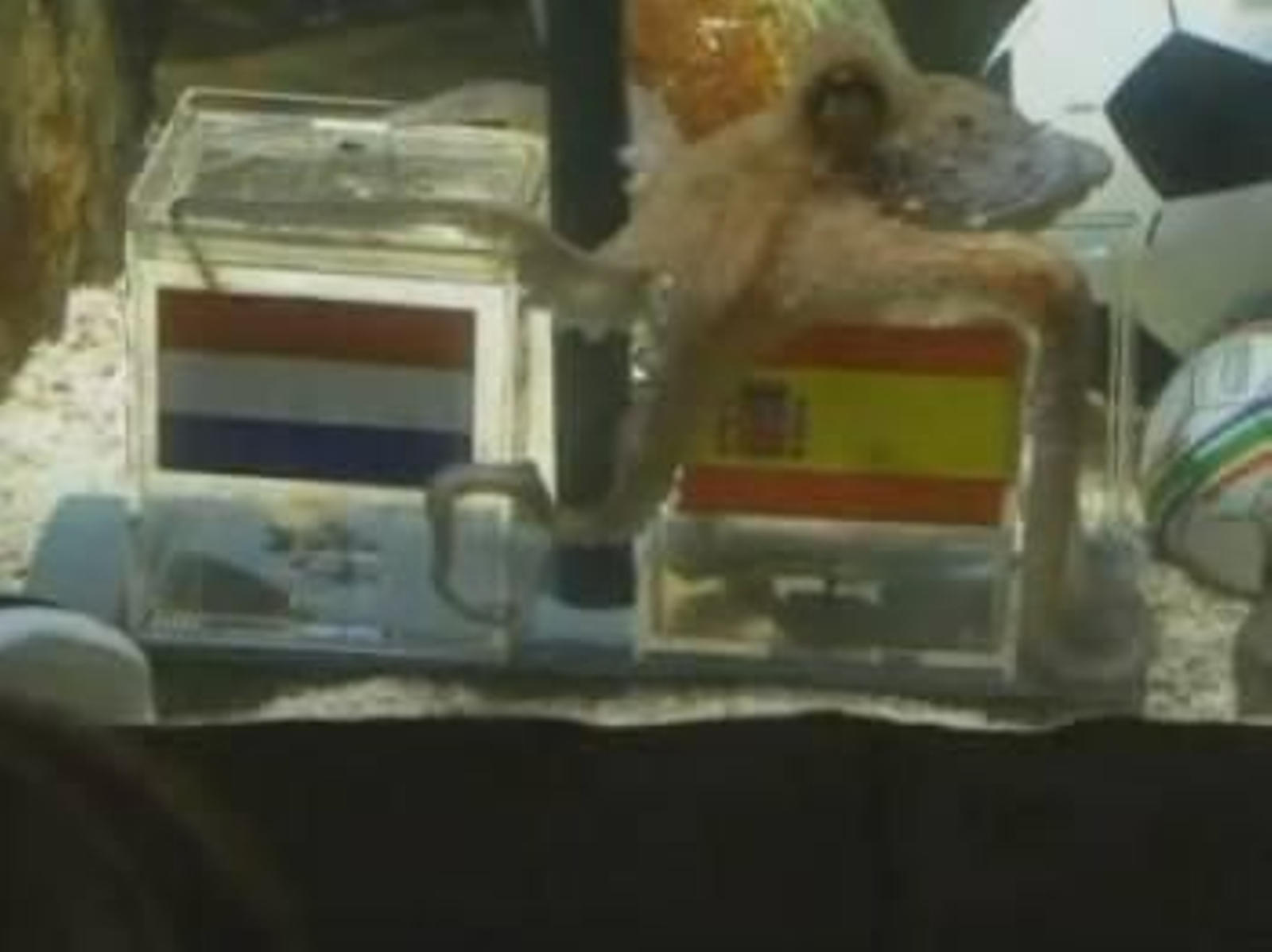 El Pulpo Paul elige a España y detiene el mundo