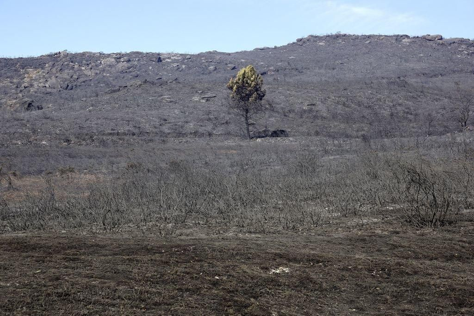 Un único árbol que se salvó en la zona quemada