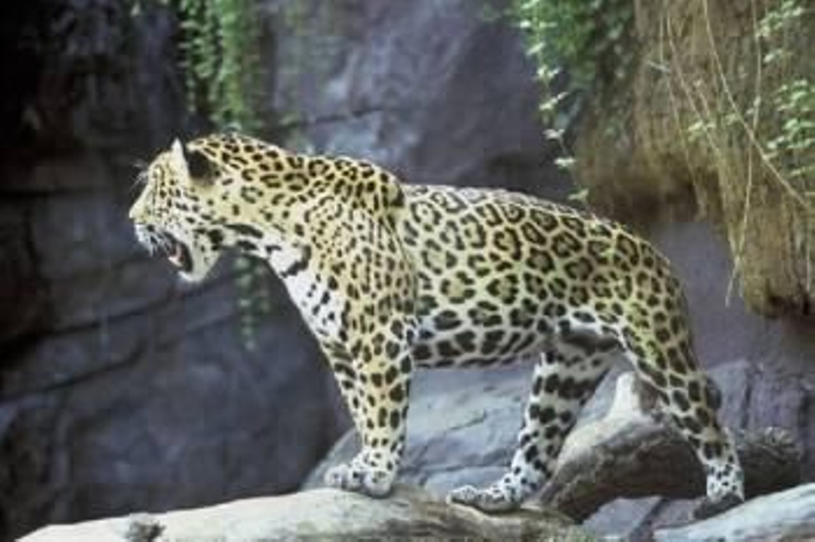 Foto: CREATIVE COMMONS