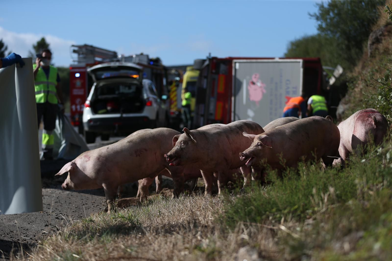 Accidente en la A52 por el vuelco de un camión con cerdos