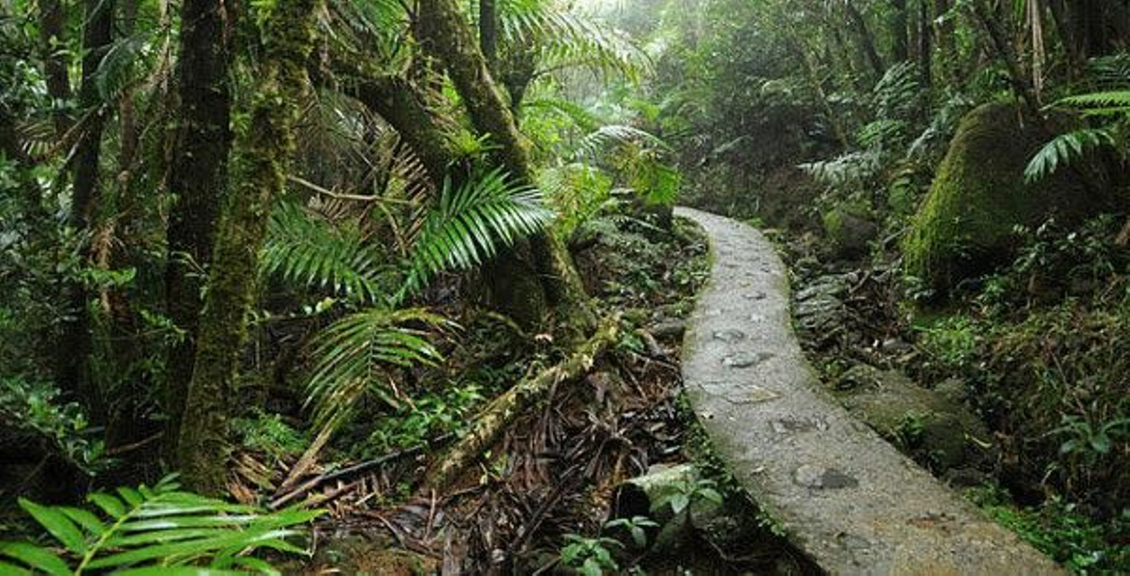 Bosque-El-Yunque