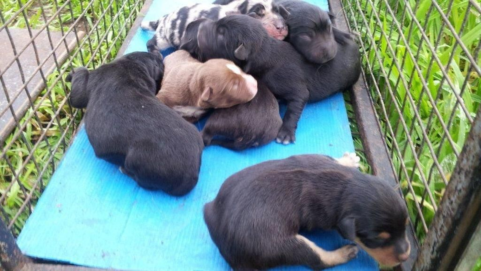 Imagen de los perritos tras ser hallados en Beade.