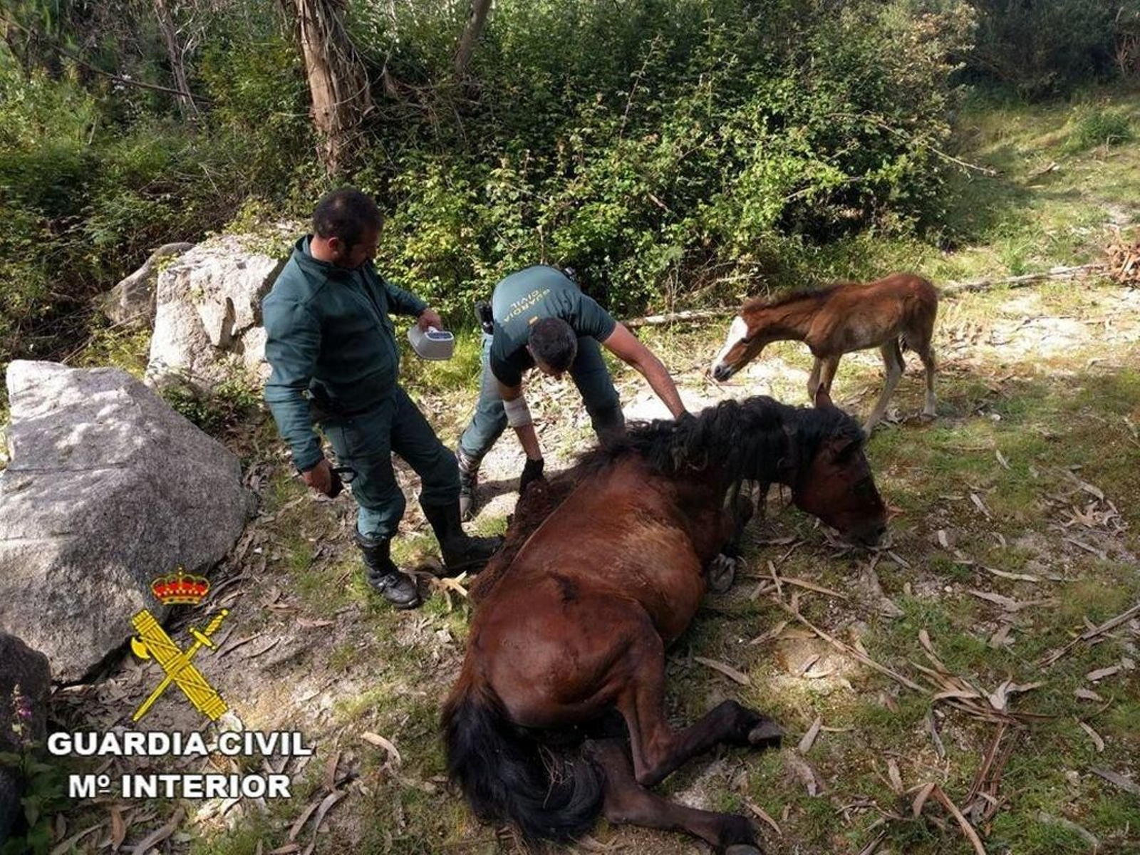 El rescate de una yegua y su potrillo por el Seprona.