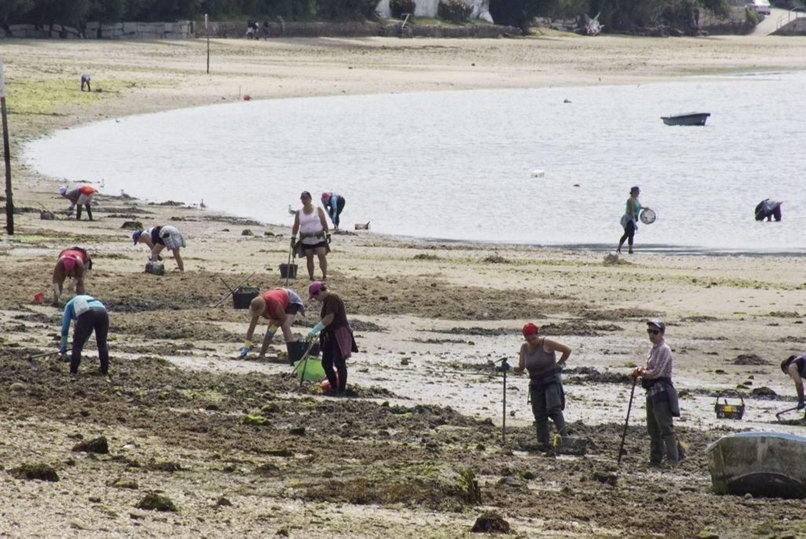 El marisqueo a pie es uno de los sectores más numerosos dentro de la Cofradía y con más mujeres.