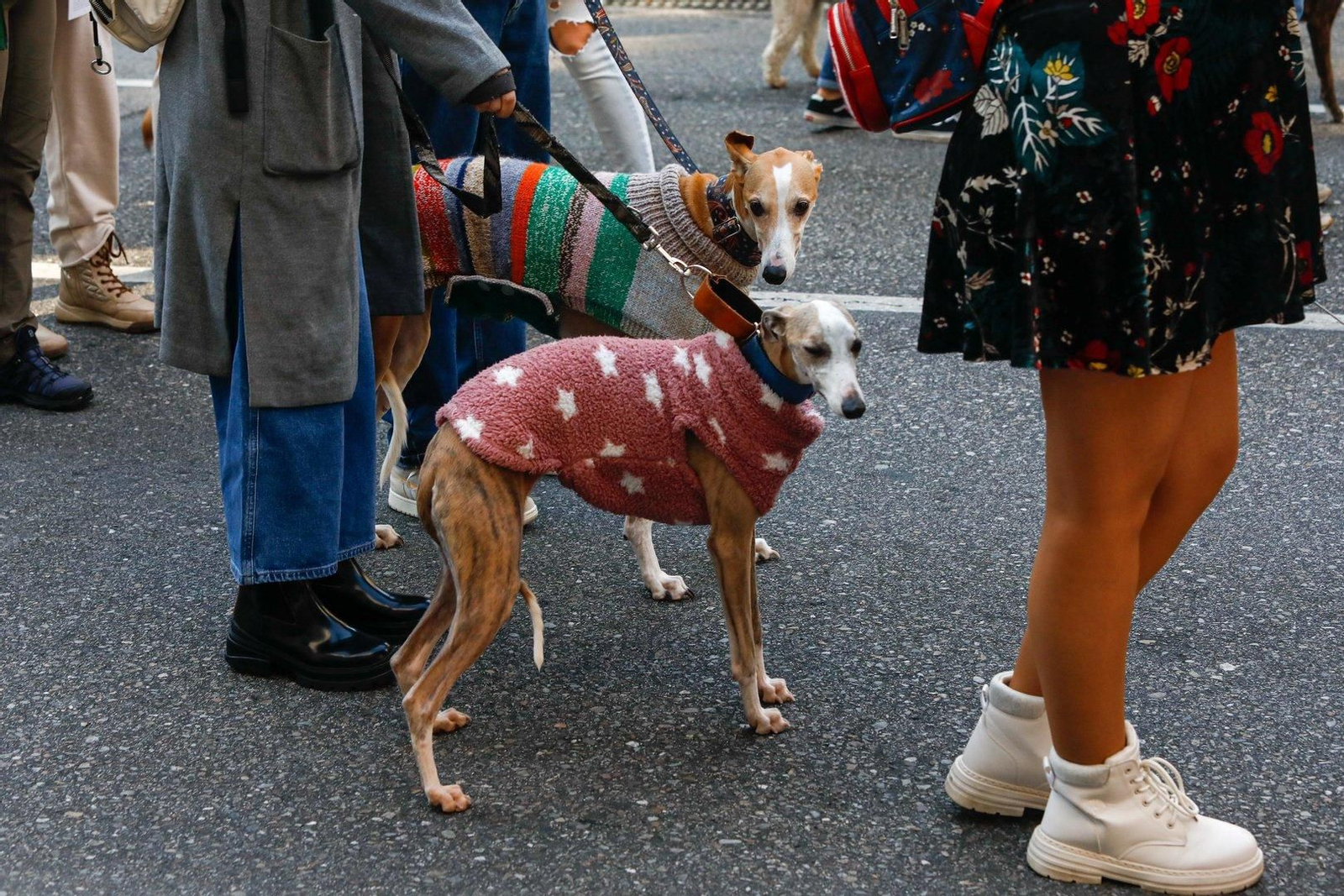 Manifestación en Vigo por los derechos de los animales.