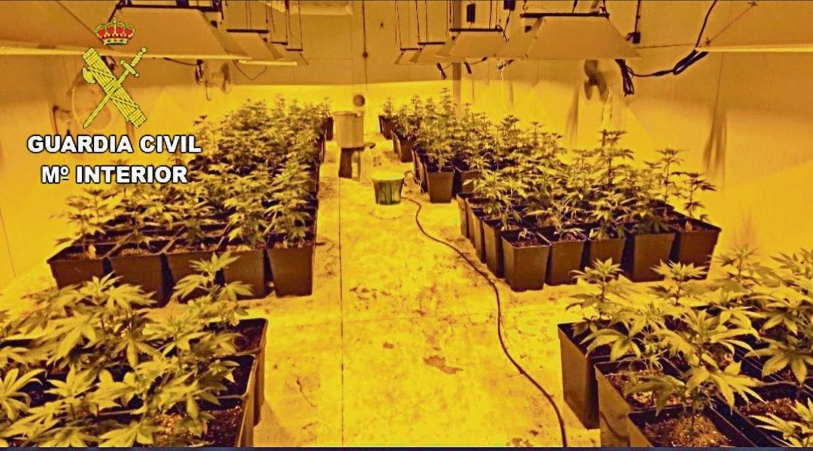 La plantación de marihuana intervenida en Ourense.