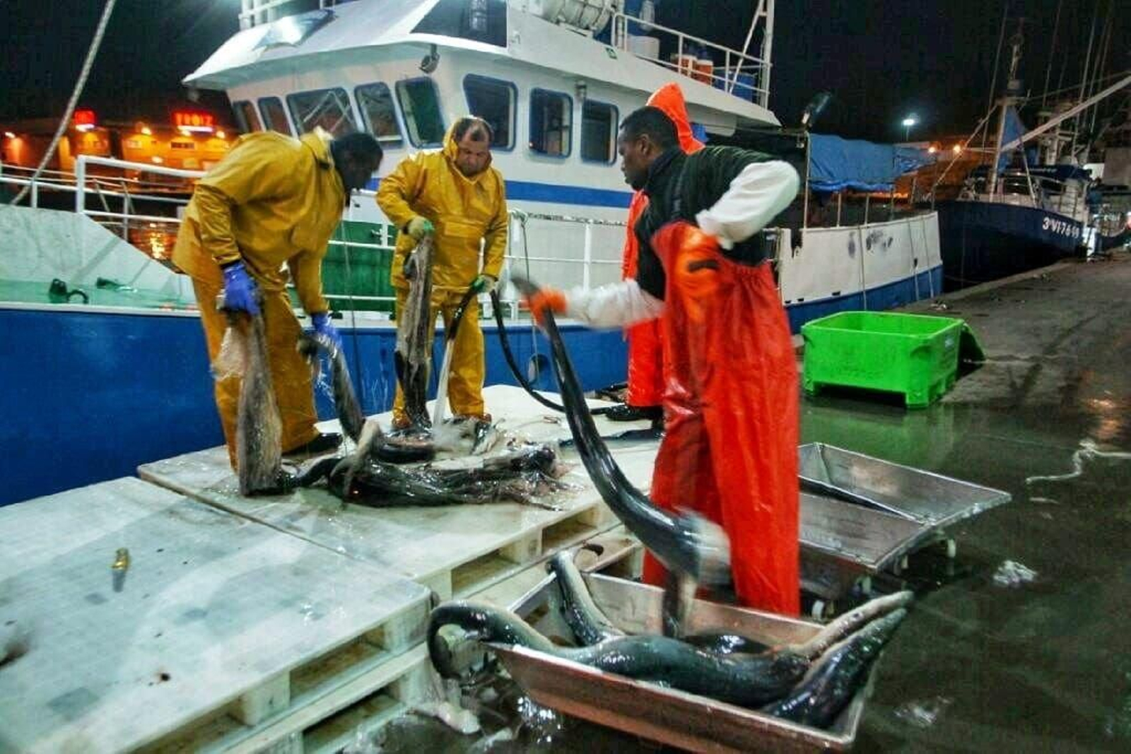 Descarga de tiburones en los muelles del Berbés,