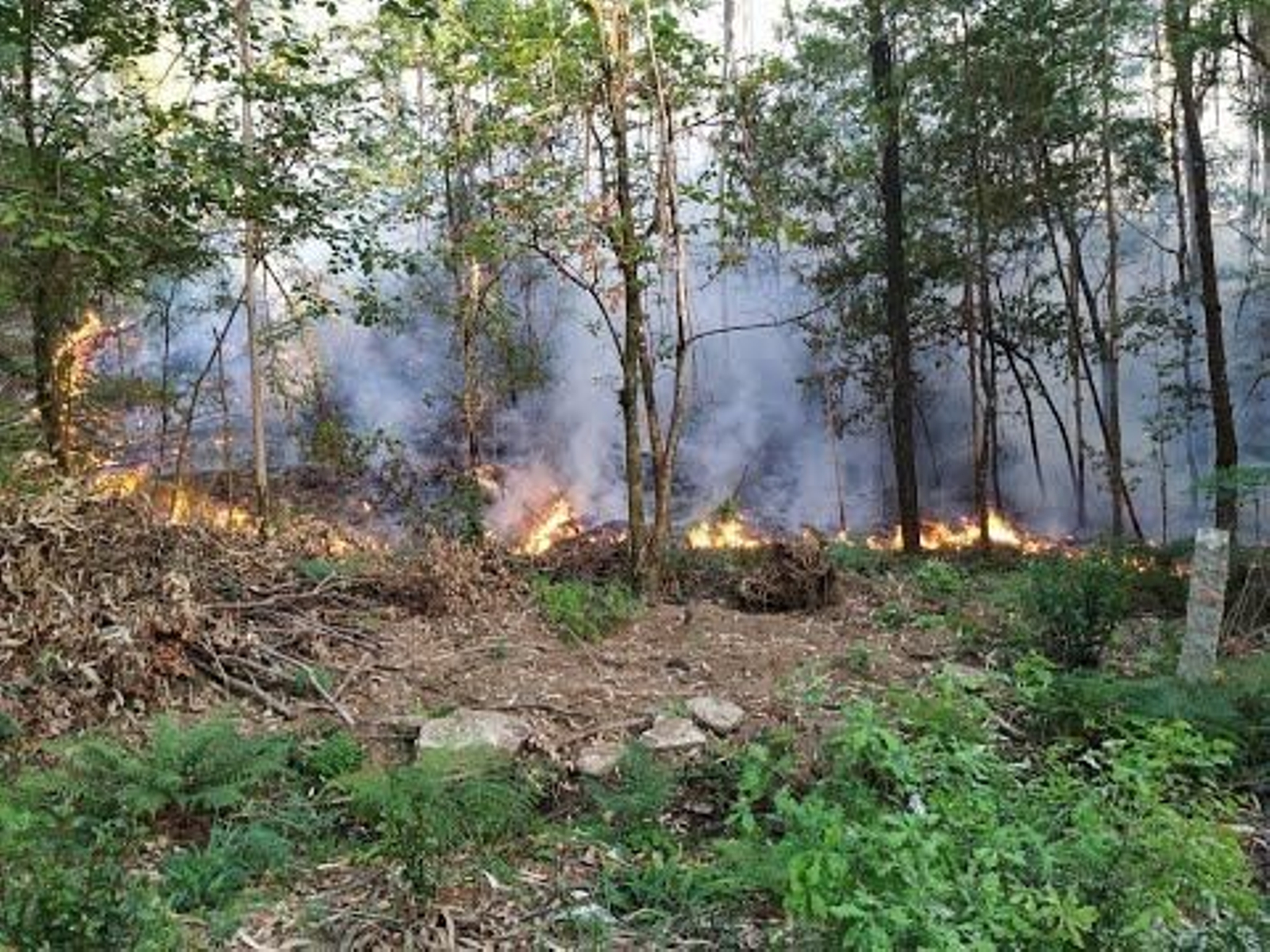 Un incendio forestal en Ponteareas
