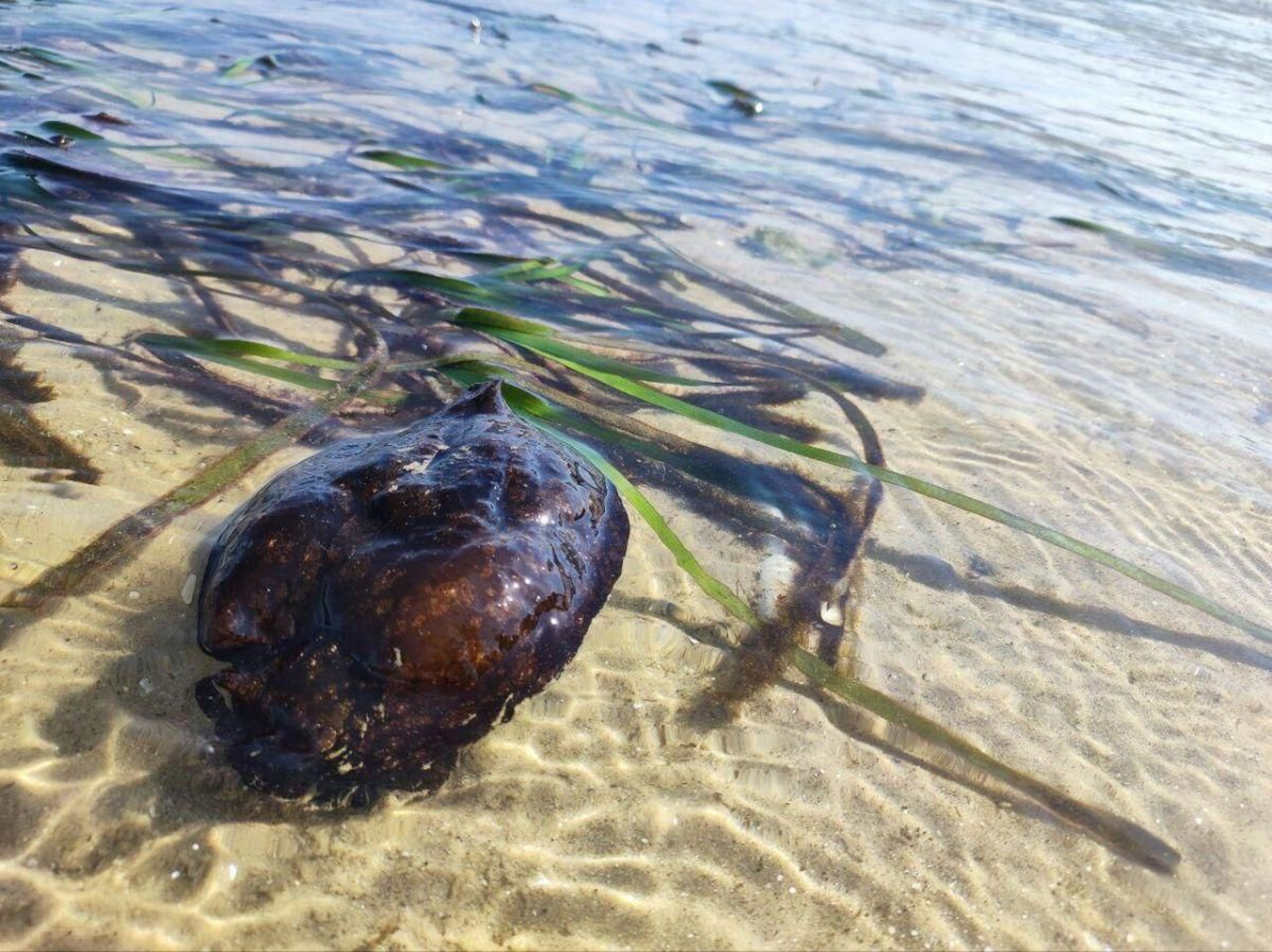 Uno de los ‘porquiños de mar’ aparecidos ayer en Vigo.