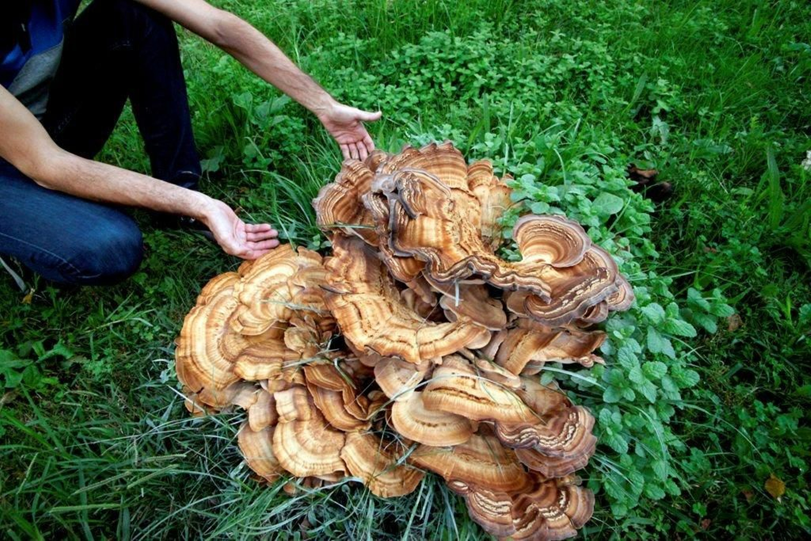 El ejemplar  hallado en el jardín nació  en el mismo sitio donde el año pasado brotó otro hongo similar.