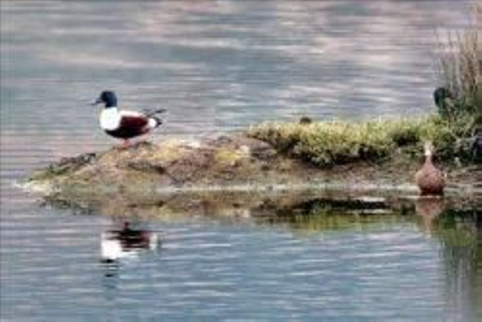 En la imagen, un humedal.