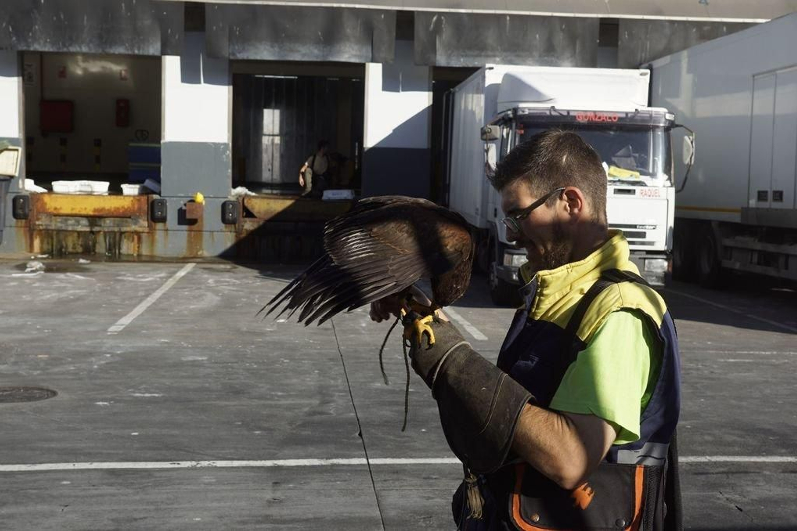 El águila de vigilancia en O Berbés.